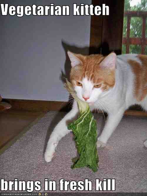 Facts Vegetarian Cat?